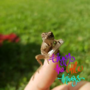 Meet your Posher, Joy